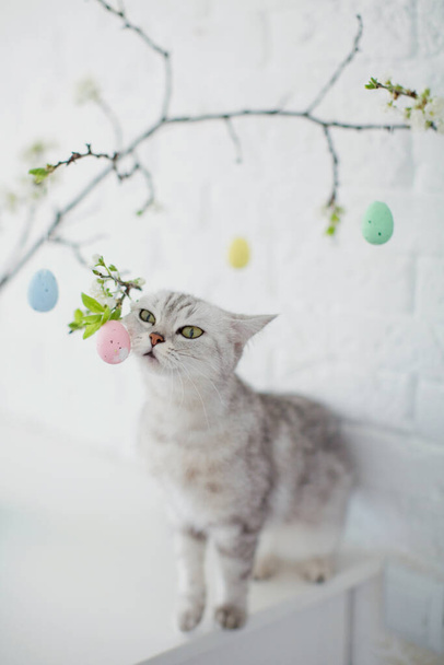 Gri kedi küçük Paskalya yumurtalarıyla oynuyor. Beyaz arka planda renkli yumurtaları olan mavi vazodaki Paskalya ağacı - Fotoğraf, Görsel