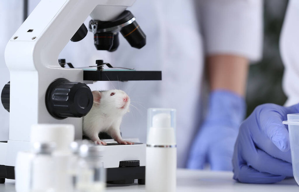White rat in chemical laboratory. Animal testing - Фото, изображение