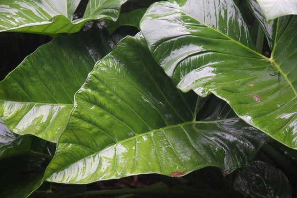 Fotografie přípravku Colocasia Esculenta (listy taro) vystavené dešti, způsobující kapky vody na listech - Fotografie, Obrázek
