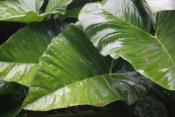 Фото Colocasia Esculenta (листья таро) под воздействием дождя, вызывающего капельки воды на листьях - Фото, изображение
