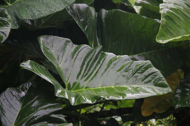 Φωτογραφία της Colocasia Esculenta (φύλλα taro) που εκτίθεται σε βροχή, προκαλώντας σταγονίδια νερού στα φύλλα - Φωτογραφία, εικόνα