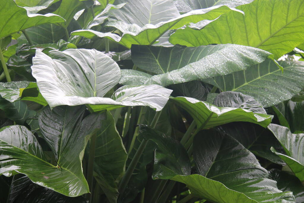 Фото Colocasia Esculenta (листья таро) под воздействием дождя, вызывающего капельки воды на листьях - Фото, изображение