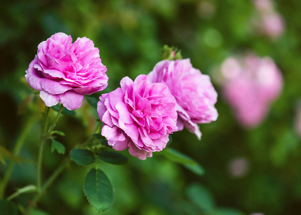 Puha fókusz rózsaszín virágok nyáron ősszel a kertben homályos háttér. Régi angol moha rózsák (Cristata). Fénymásolási hely. - Fotó, kép