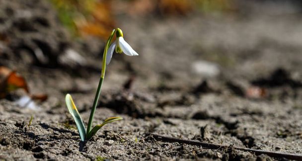 Kwiaty kropli śniegu (Galanthus nivalis). Pierwszy wiosenny kwiat przeszedł przez stare, zeszłoroczne suche liście.. - Zdjęcie, obraz