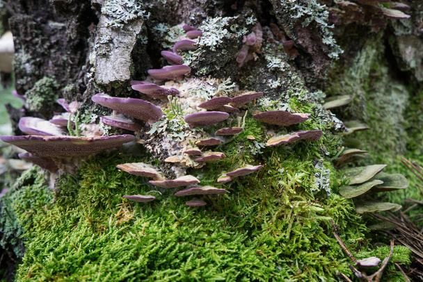 Cogumelos de poliporo em um tronco de árvore morto. - Foto, Imagem