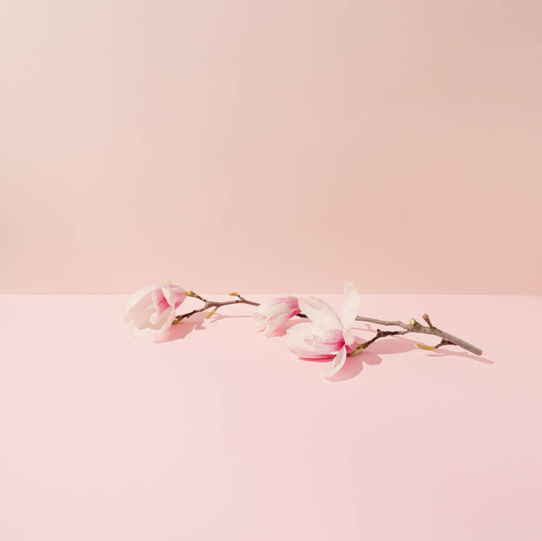 Rama de flores de magnolia colocada horizontalmente sobre fondo rosa con sombra nítida. - Foto, imagen