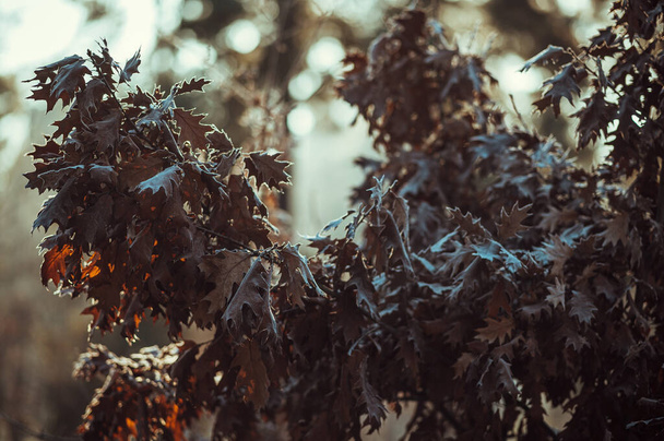 frosted leaves in sunlight - Photo, Image