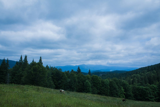 krásné Karpatské hory, silnice, kopce, les, ukrajinský - Fotografie, Obrázek