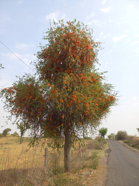 Nazwa rośliny to rohida, rohira, Rajasthan, Indie  - Zdjęcie, obraz
