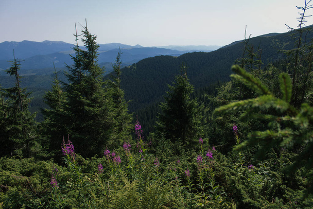 beautiful carpathian mountains, road, hills, forest, ukrainene - Photo, Image