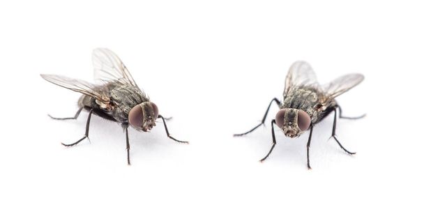 mosca aislada sobre un fondo blanco - Foto, imagen