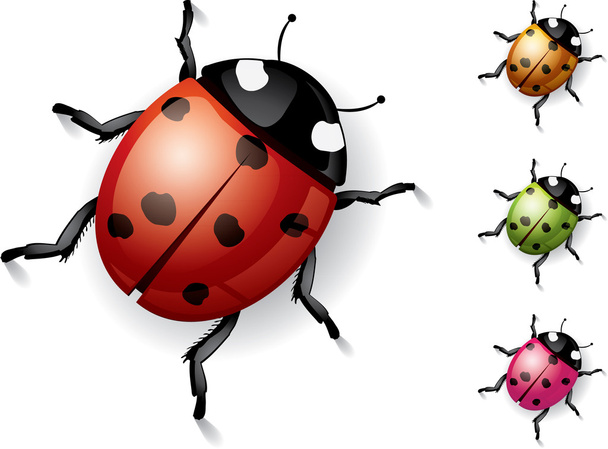 Ladybug on white - Vector, imagen
