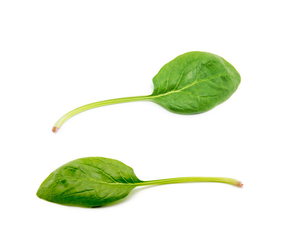grünes Spinatblatt auf weißem Hintergrund - Foto, Bild