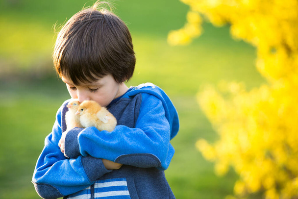 Sweet cute child, preschool boy, playing with little newborn chicks in the park, springtime - Фото, зображення