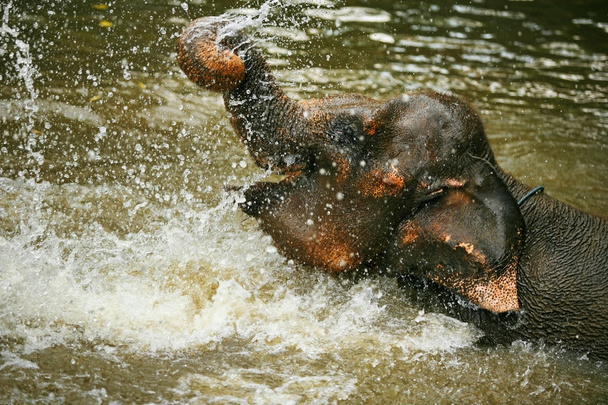 der Elefant im Wasser - Foto, Bild