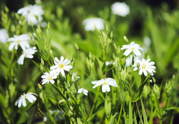 White wildflowers. Stellaria media small white flowers blooming in the spring garden. - Photo, Image