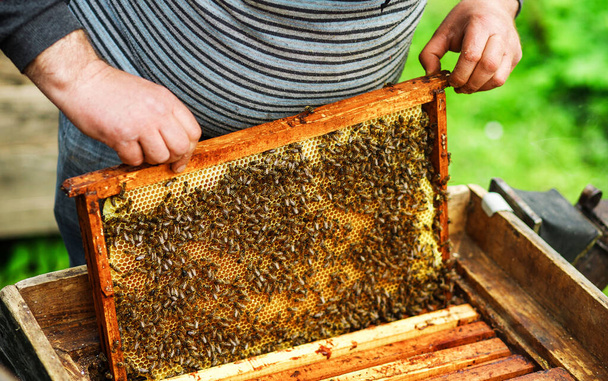 Ένας μελισσοκόμος ελέγχει τις κυψέλες στον κήπο με μέλισσες τραβώντας τα μεμονωμένα πλαίσια και εξετάζοντάς τα προσεκτικά., - Φωτογραφία, εικόνα