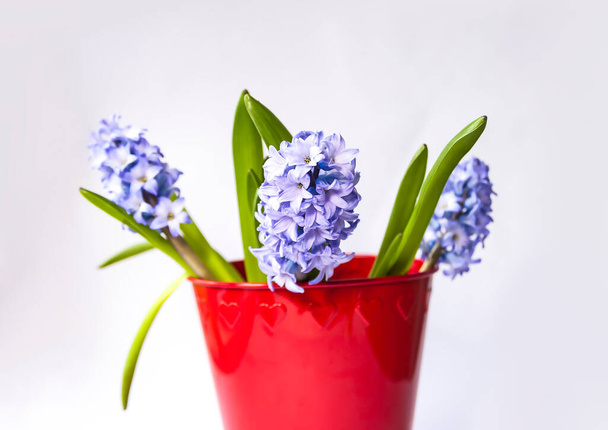 Hyacinth flowers grow in a flower pot. Spring home decor.  - Photo, Image
