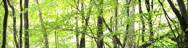 Panoramiczny widok na zielony letni las bukowy. Światło słoneczne wśród potężnych drzew. Ochrona środowiska, ekologia, czysta natura, ekoturystyka. Idylliczny krajobraz - Zdjęcie, obraz