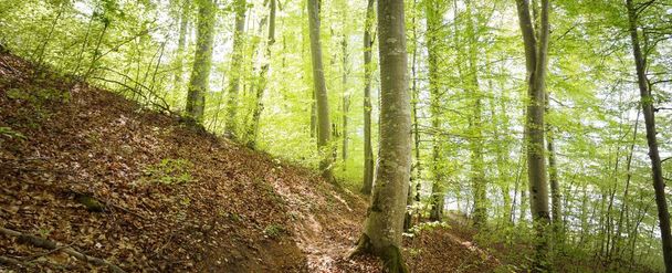 Yeşil yaz kayın ormanının panoramik manzarası. Kudretli ağaçların arasından gün ışığı. Çevresel koruma, ekoloji, saf doğa, eko-turizm. Idyllic manzara - Fotoğraf, Görsel