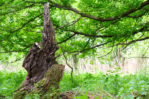 Vieux tronc d'arbre
 - Photo, image