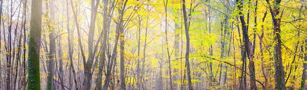Panoramic view of the majestic forest in a fog. Mighty trees. Atmospheric dreamlike landscape. Soft sunlight. Nature, fantasy, fairytale - Photo, Image