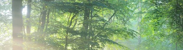 Величний вічнозелений ліс у тумані. Силуети потужної сосни та ялини крупним планом. Атмосферний сон схожий на пейзаж. М'яке світло. Природа, фантазія, казка. Графічні ресурси, панорамний вид
 - Фото, зображення