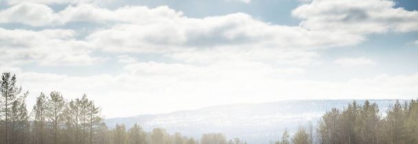 Młode sosny po śnieżycy w pogodny dzień. Szczyty górskie w tle. Idylliczny zimowy krajobraz. Ekologia, środowisko, zmiana klimatu. Półwysep Kola, Karelia, Rosja - Zdjęcie, obraz