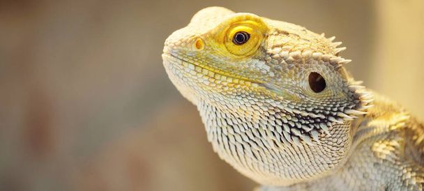 Коричнева бородата ящірка дракона (Pogona), що сидить на дереві, ізольована в тераріумі, імітує природне середовище проживання, зблизька. Біологія, зоологія, герпетологія, наука, зоолабораторія, дика природа. Австралія - Фото, зображення