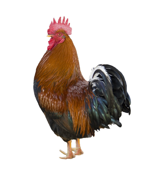 Cock domestic - Photo, Image