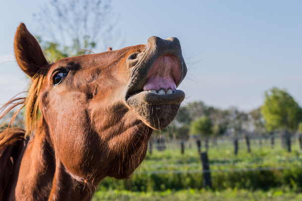Funny portrait of horse - Photo, Image