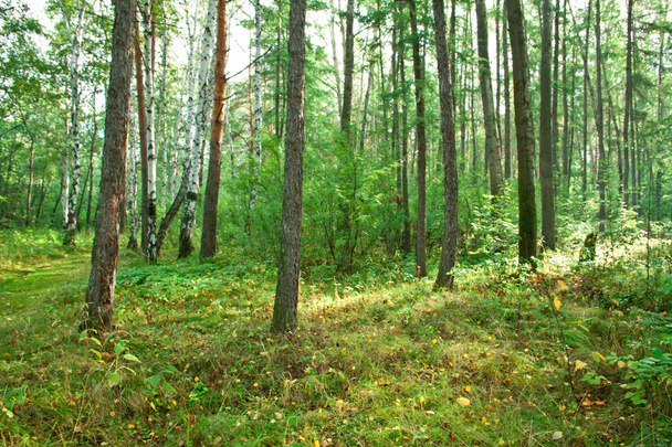 Forest landscape - Foto, Bild