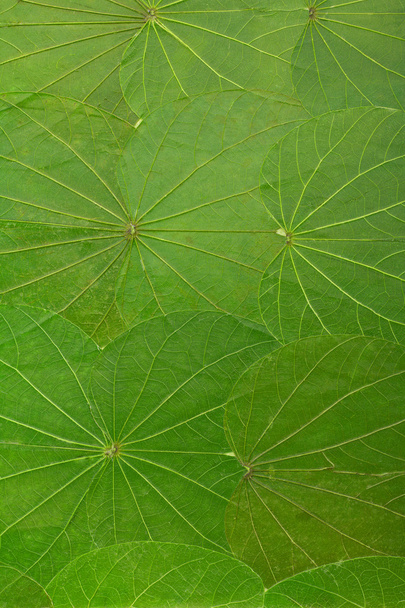 緑の葉からの背景 - 写真・画像