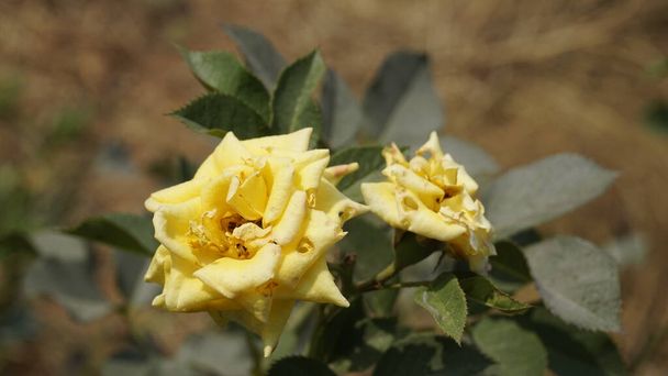 Nahaufnahme schöner, gelb gefärbter kranker Blüten aufgrund des Angriffs von Rosenmücken - Foto, Bild