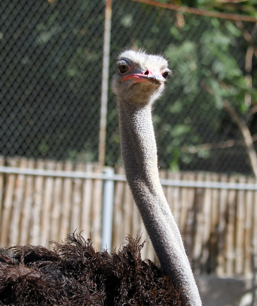 afriscan struisvogel - Foto, afbeelding