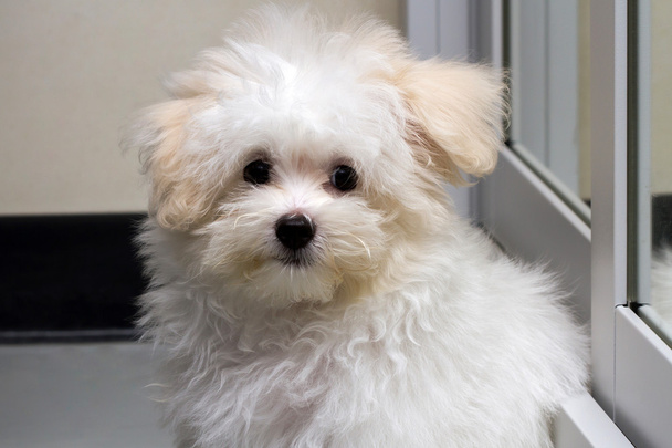 Shihtzu cachorro raça cão minúsculo, brincadeira, lindas
 - Foto, Imagem