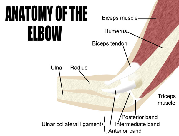 肘関節の解剖学 - ベクター画像