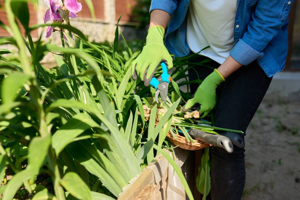 Closeup of a womans hands in gloves caring for flower bed in backyard uses tools, garden shears - 写真・画像