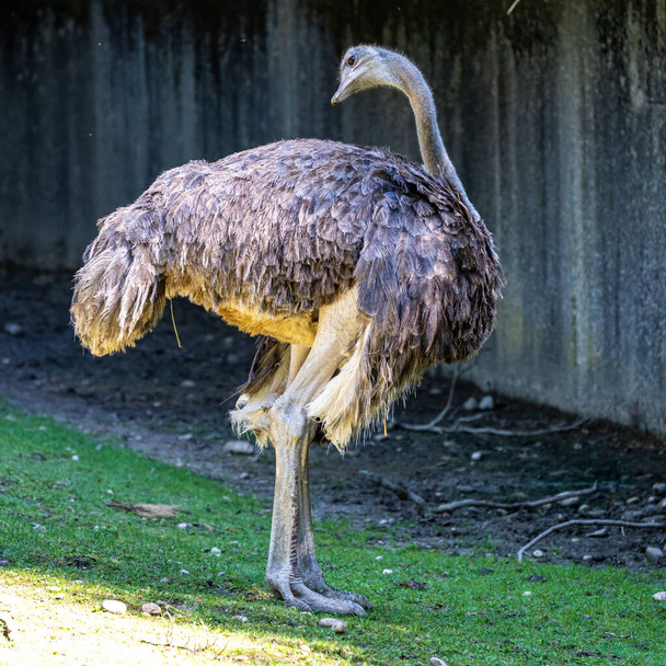 The common ostrich, Struthio camelus, or simply ostrich, is a species of large flightless bird native to Africa. It is one of two extant species of ostriches - Фото, изображение