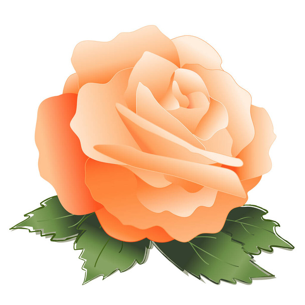 Rose, old fashioned apricot pastel flower, isolated on white background. - Vektor, obrázek