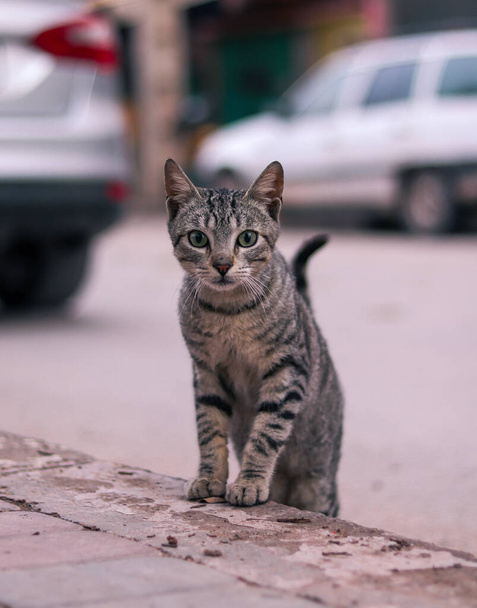 Sokaktaki kedi - Fotoğraf, Görsel