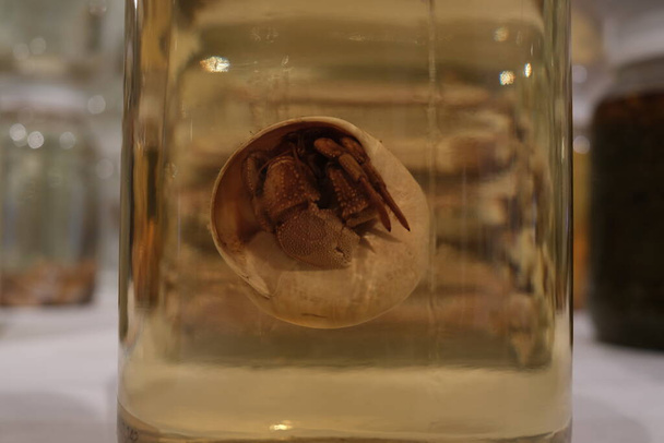 este es un espécimen de criatura marina preservado en un frasco - Foto, imagen