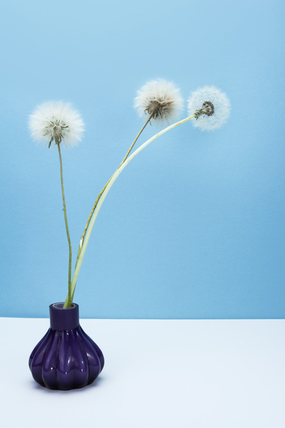 Букет семян одуванчика и чертополоха на столе на светло-голубом фоне
 - Фото, изображение
