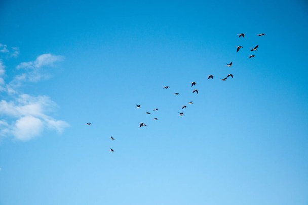 Seagulls flying with blue sky in the background in arroio do sal  ,brazil - Fotoğraf, Görsel