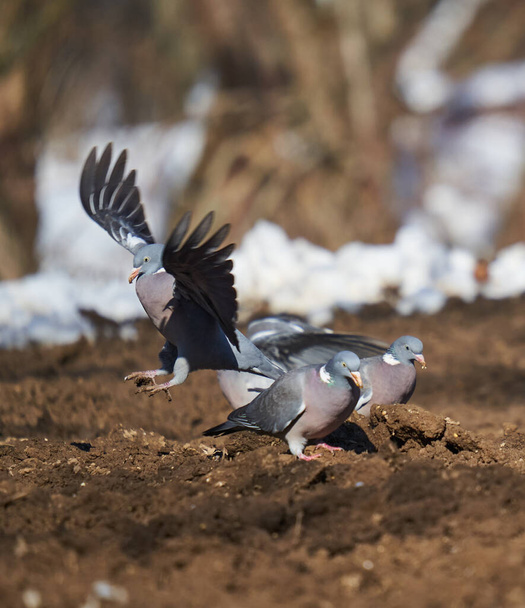 Wild pigeons in the early spring searching for food through snow - Fotoğraf, Görsel
