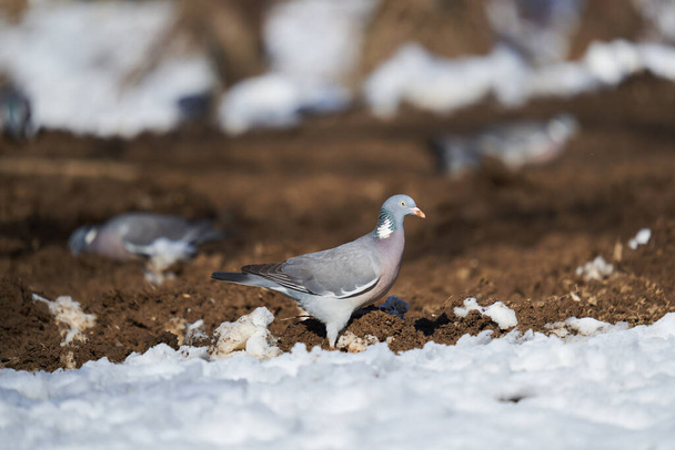 Wild pigeons in the early spring searching for food through snow - Photo, Image