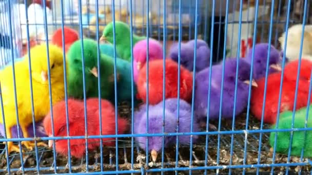 Värikäs poikaset häkissä myytävänä kadulla markkinoilla - Materiaali, video