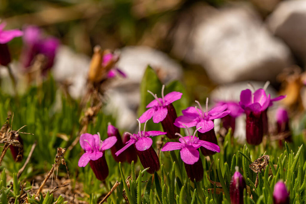 Silene acaulis flower growing in mountains, close up shoot - Photo, Image
