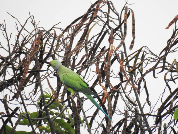Одяг чудового індійського перстеника шию місцевого зеленого папуги, що сидить на дереві з синім небом. - Фото, зображення