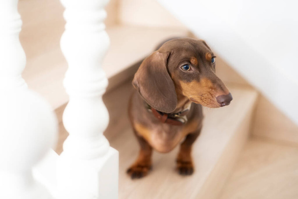 Küçük Dachshund köpeği evdeki merdivende - Fotoğraf, Görsel